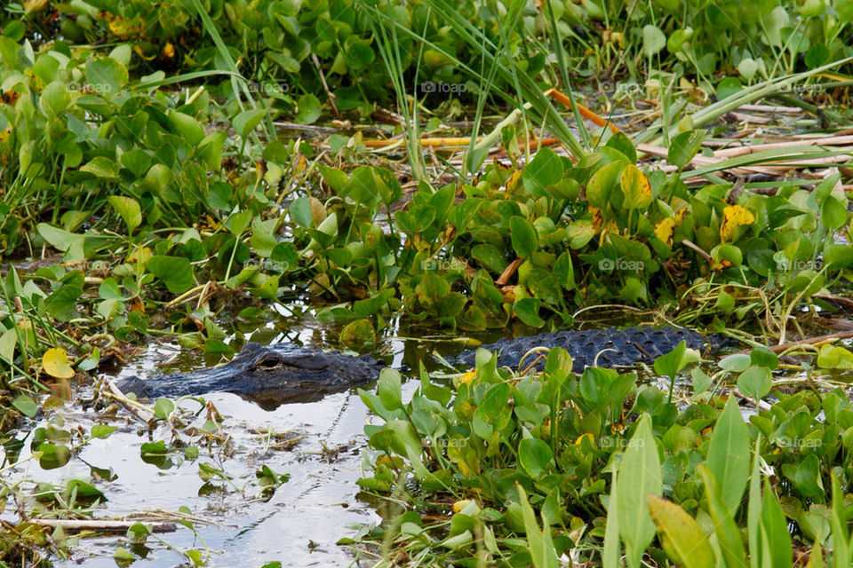 water lake reptile alligator by dslmac2