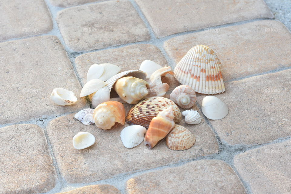 Florida seashell