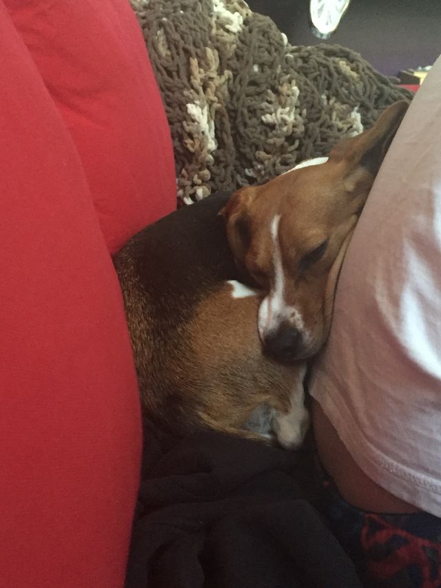 Couch dog 