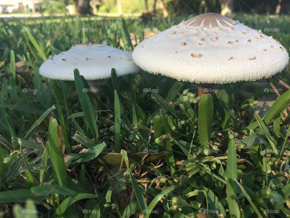 this spring, we've had mushrooms galore growing in our yard! reminds me of Alice in Wonderland. 🍄