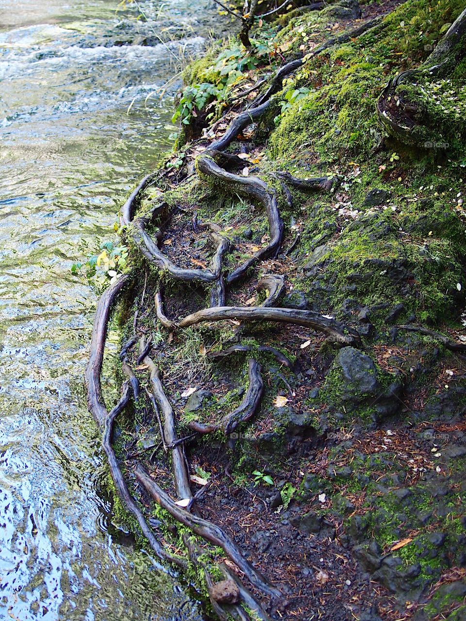 Thick tangled tree roots on the banks of the McKenzie River in Western Oregon illuminated by the sun peaking through thick forests on a fall day.