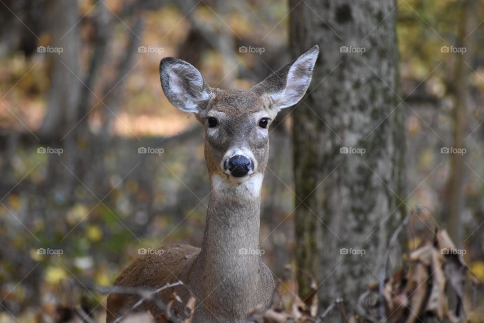 A doe stares intently from a safe distance