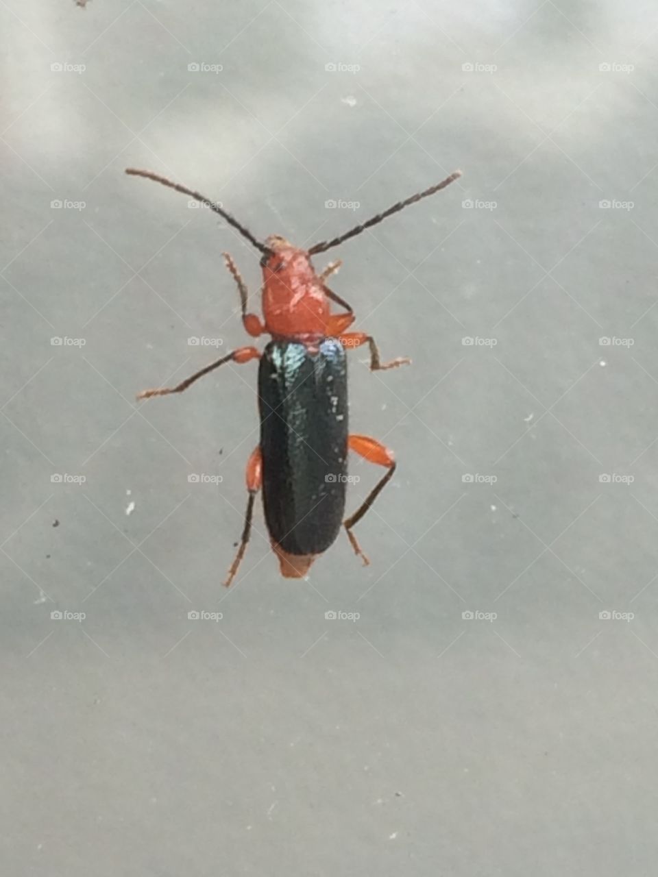 Black and red beatle