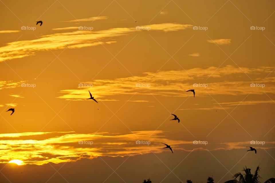 Sunset always have lot of stories to say us, I got to capture this picture with a group parrots enjoying their evening by flying around the sunset.