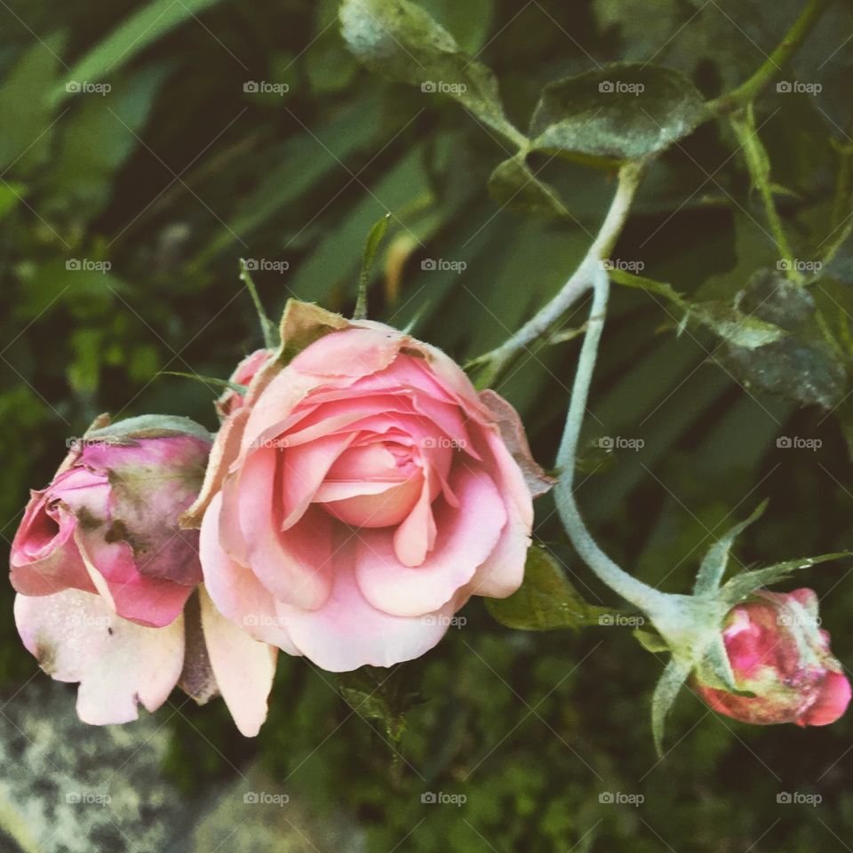 Rusty Pink Roses