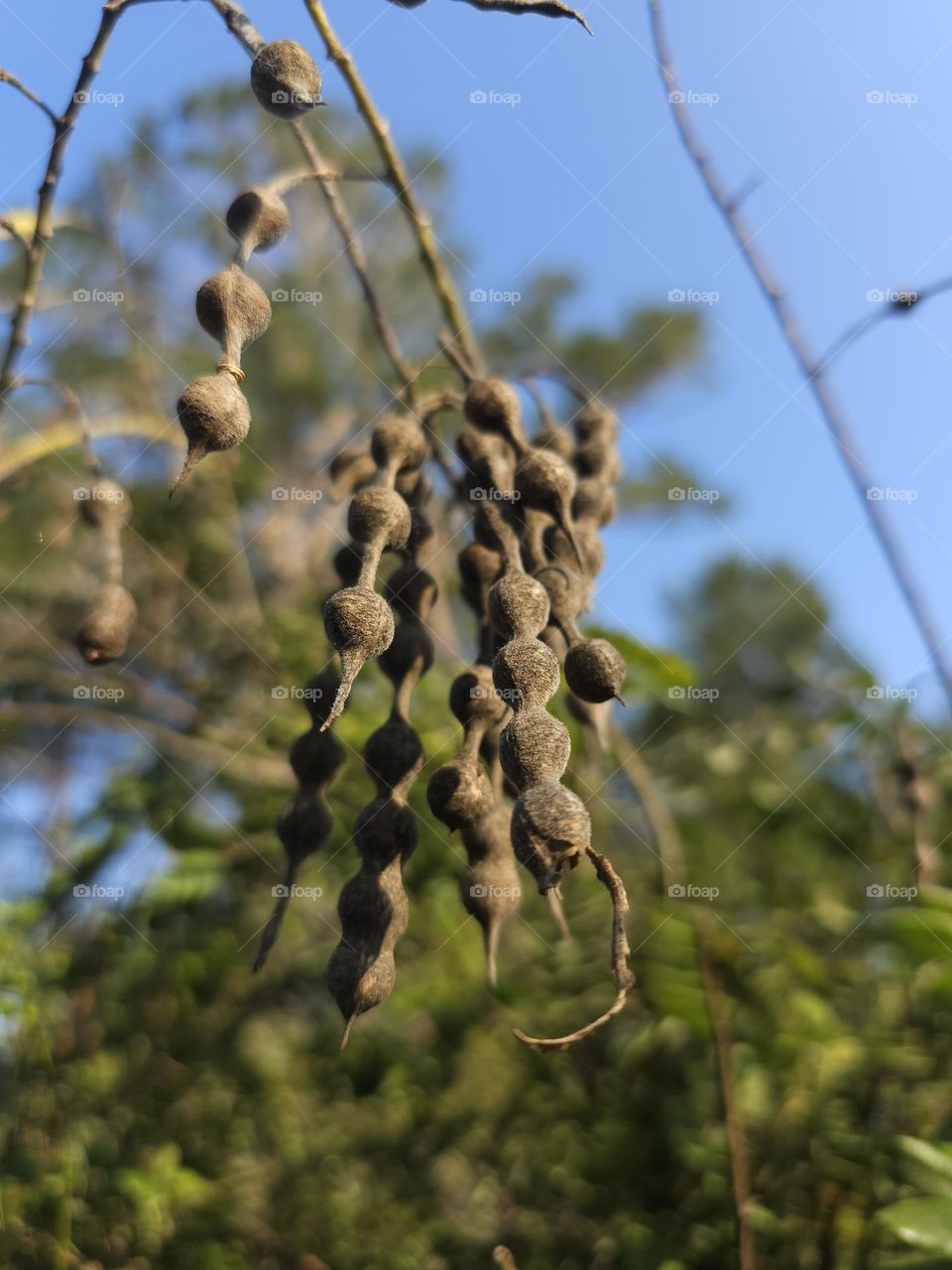 close up of pods on a bush