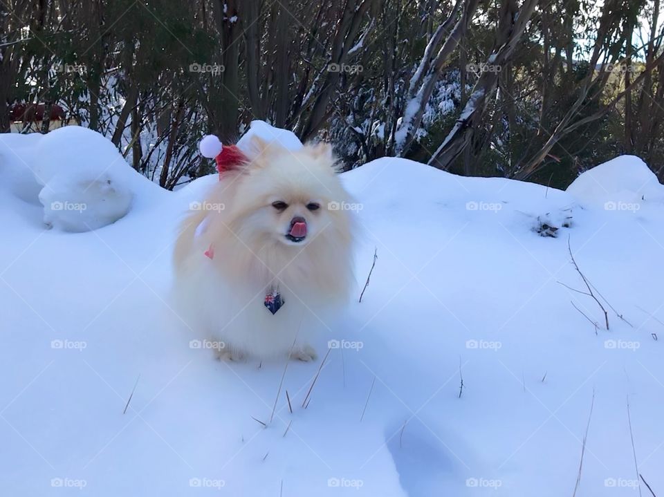 Little cute Pom in snow at Mt Baw Baw Melbourne Australia with costumes Christmas in July ❤️