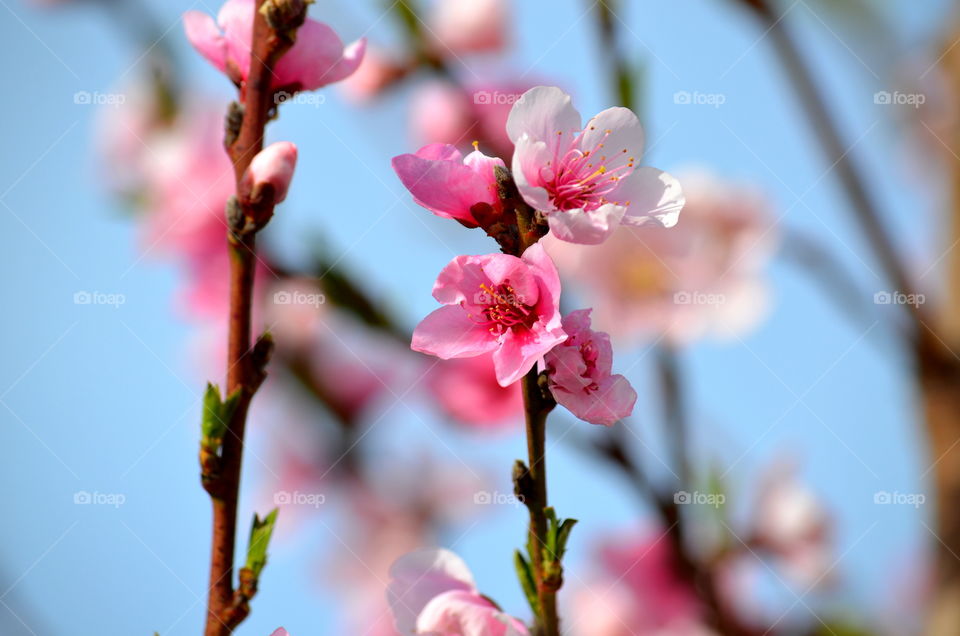 pink cherry blossoms