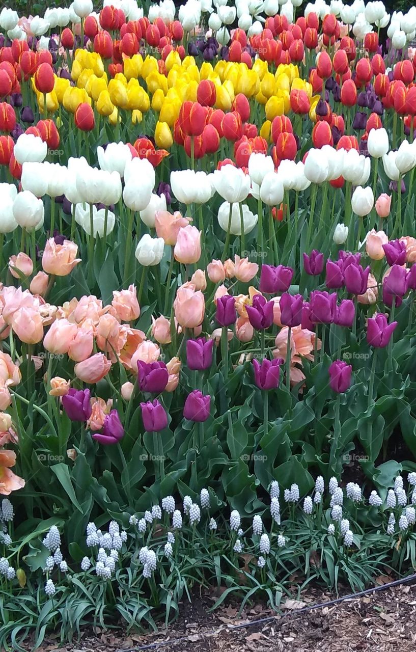 Close up of many Spring Flowers Outdoors