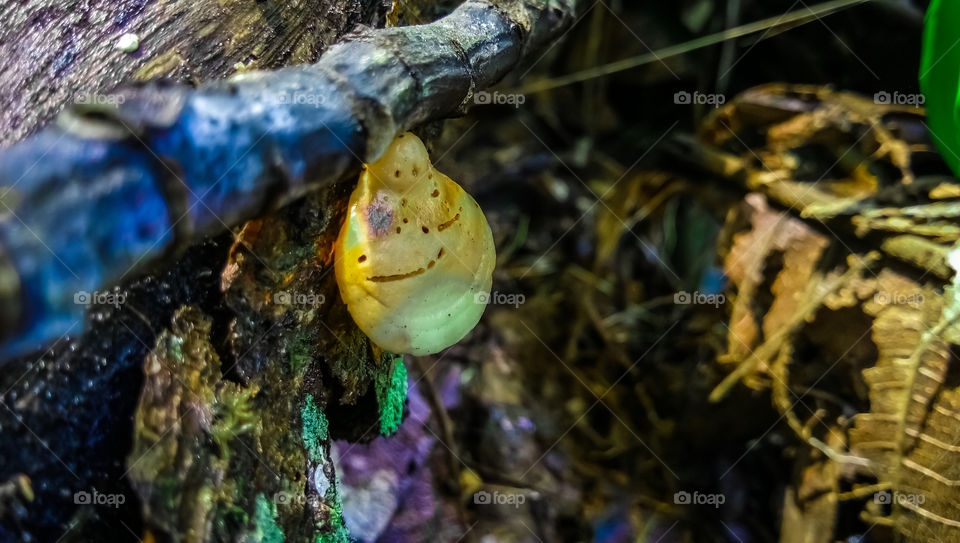 Amazing Nature Close-up mushroom