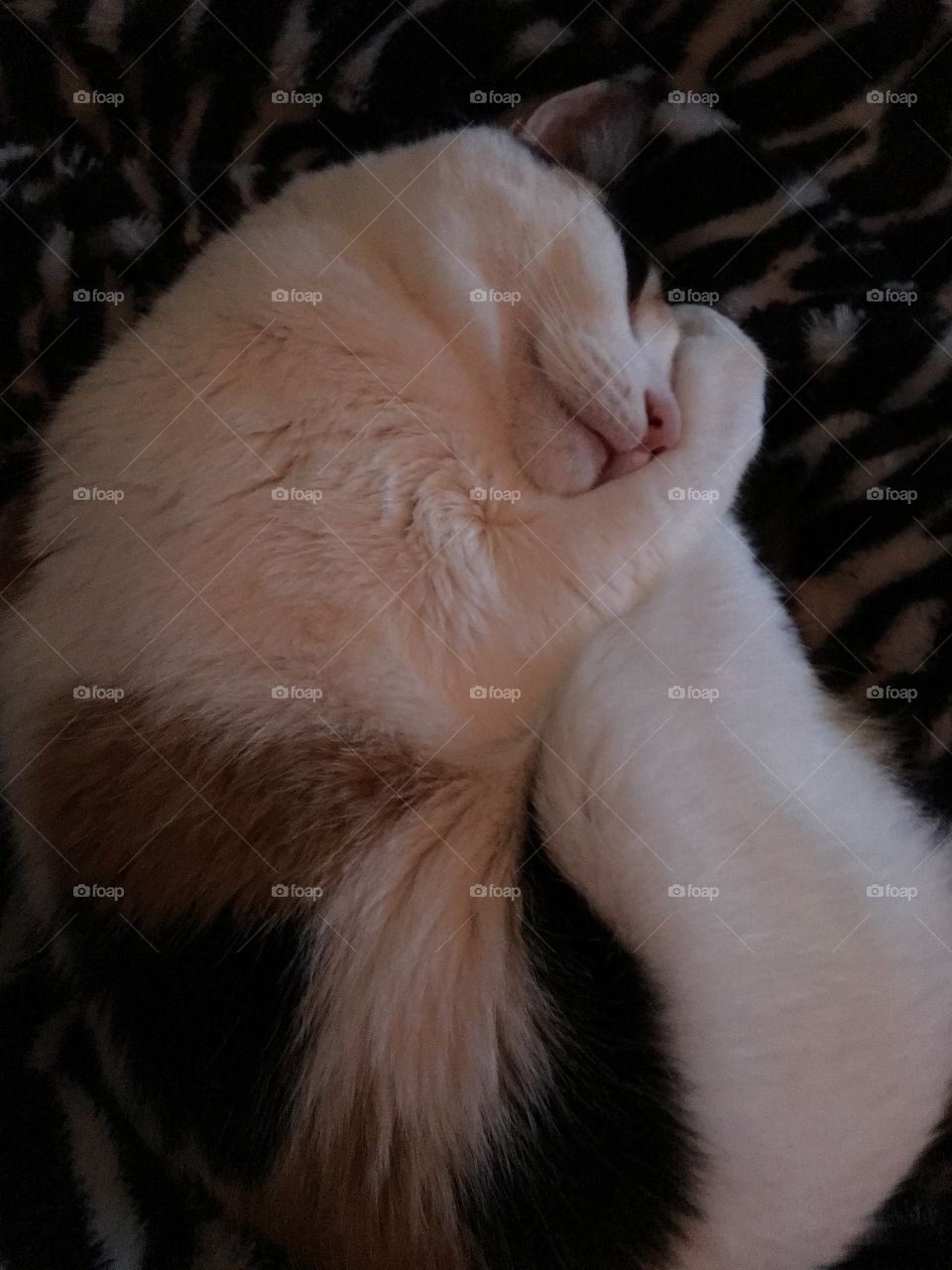 Cat sleeping