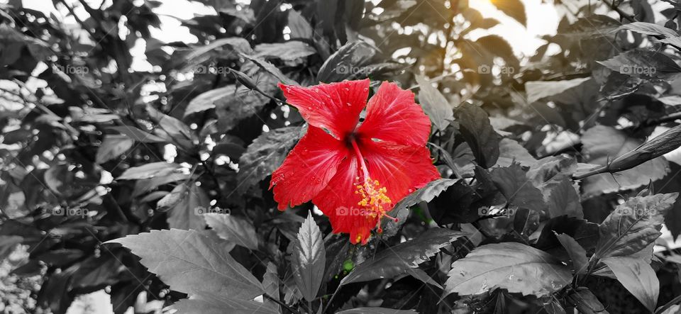 Reddish red...A red mat on a grey surface..Hibiscus