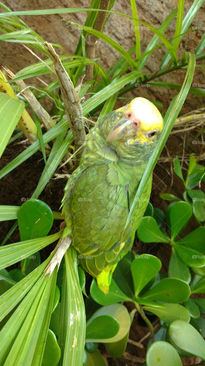 Ave; Papagaio.