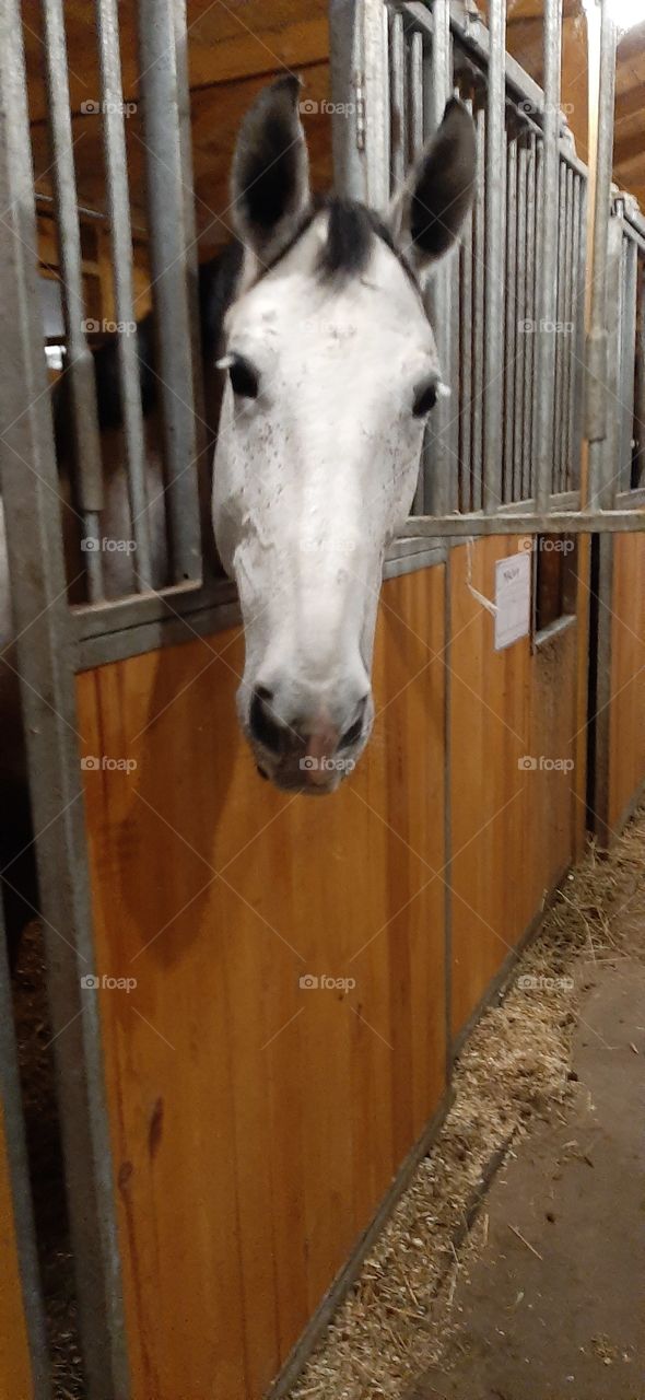 White horse head in the stable