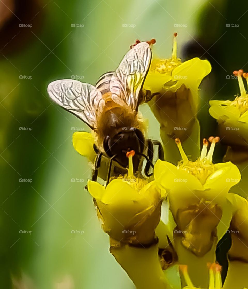 The Insects in My Garden: Bees
Os Insetos do meu Jardim: Abelhas