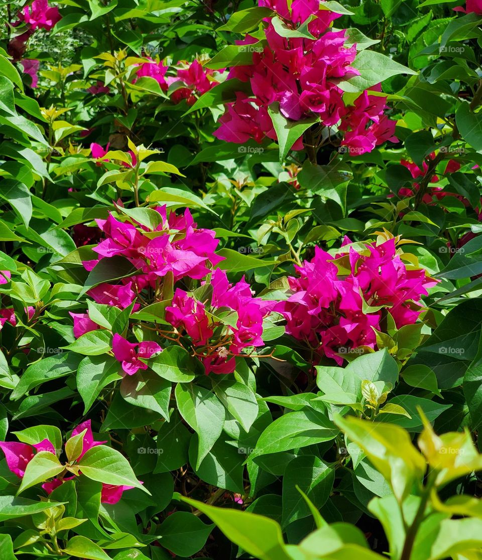 Bougainvillea in Full Bloom
