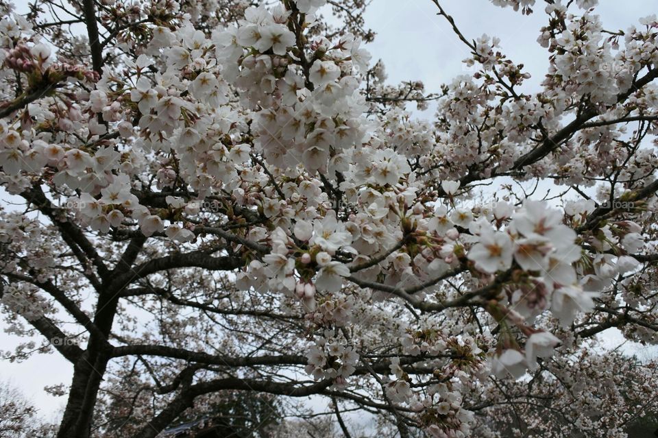 cherry blossoms are blooming