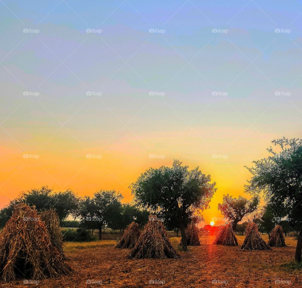 Summer Mood of a farmer's land when his hard earned gold is ready to be placed in a mold and turn into someone's daily food. Sun soaked crops, clear blue yellow pink sky and trees -  so universal, spreading happiness around the globe😁.