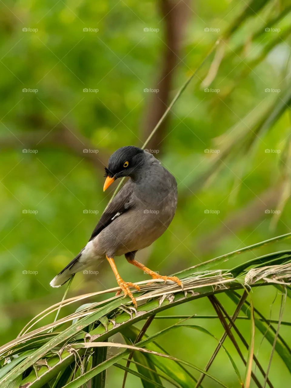 Jungle Myna