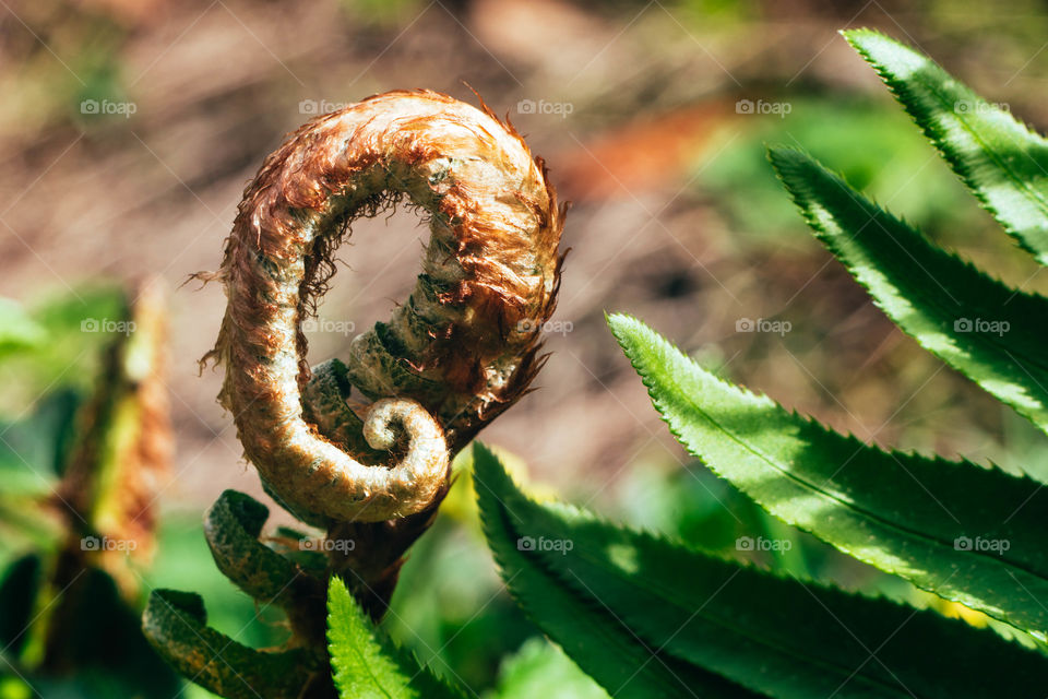 Selective view of unfold fern