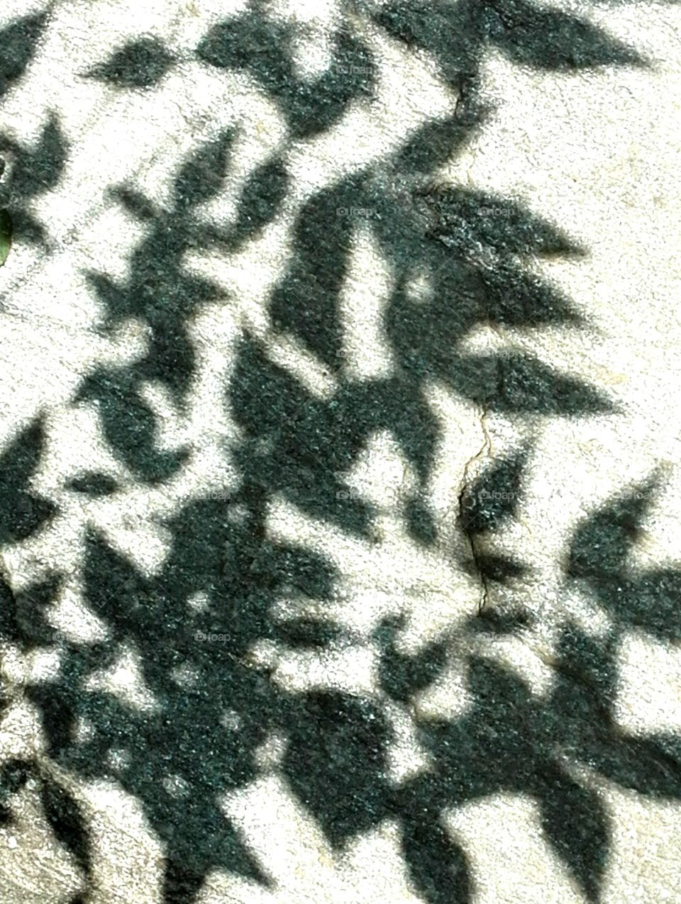 Shadows - dancing in the sun