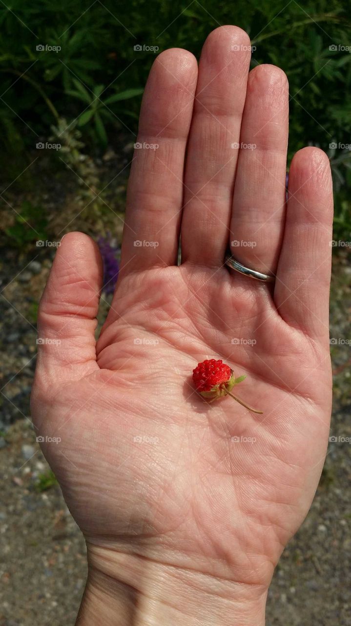 Stawberry in a hand near a field in the country