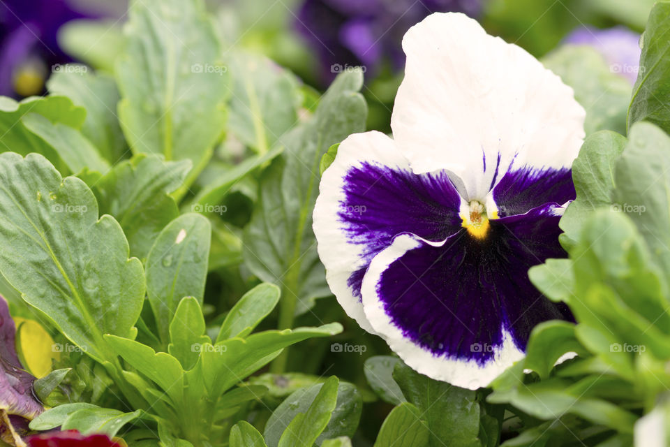 Petunia among leaves