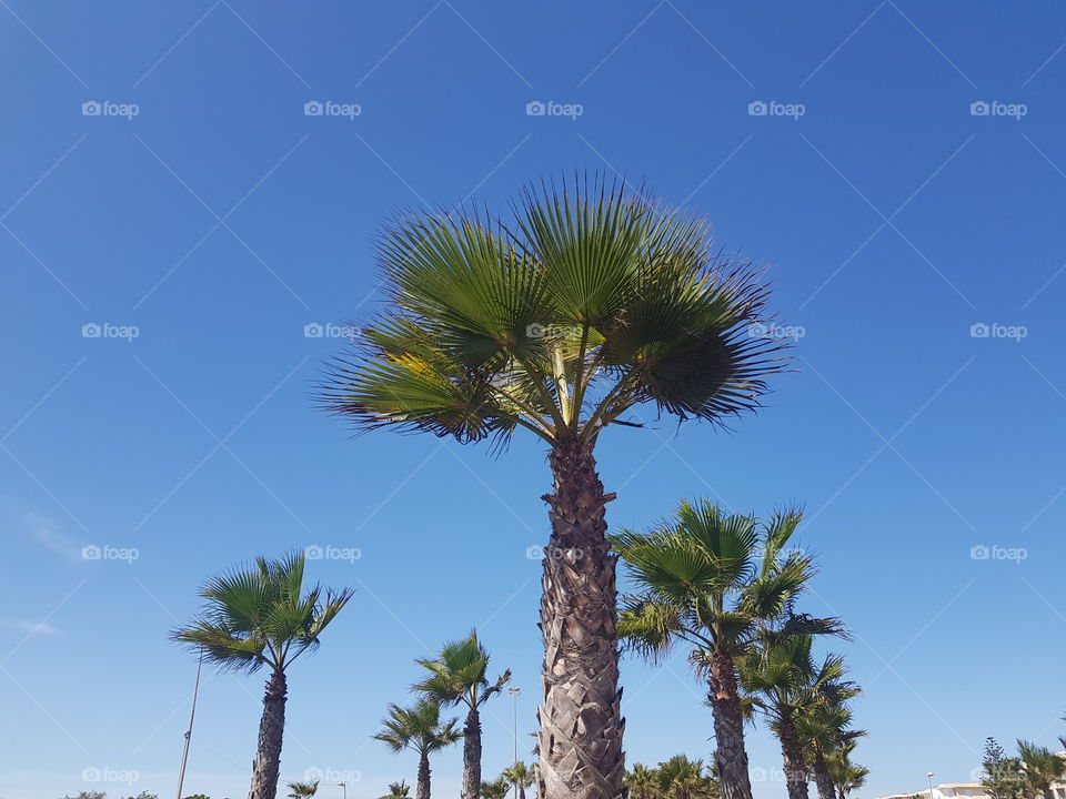Palm tree