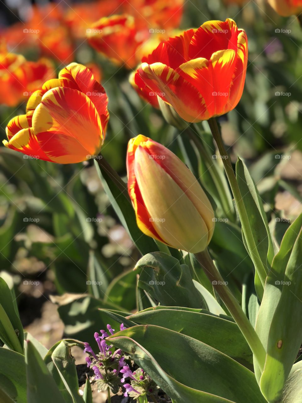 Tulips at Washington D.C 💐