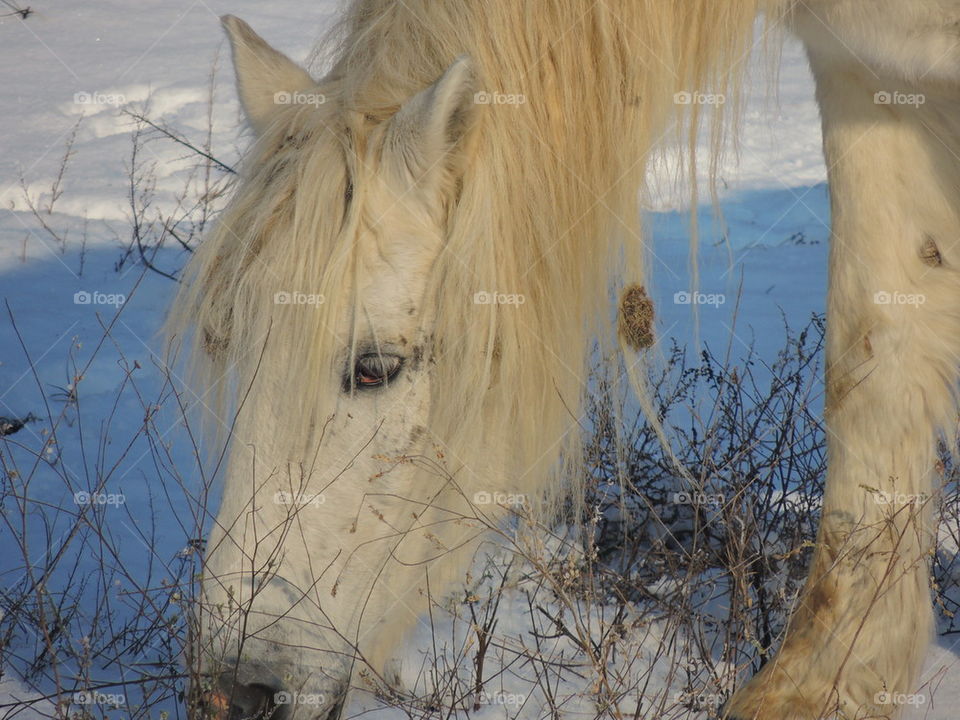 White horse portrait 