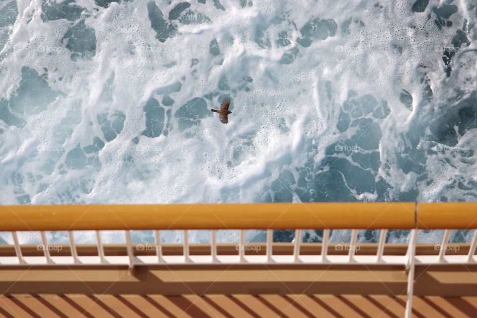 Bird Flying Alongside a Cruise Ship in the Atlantic Ocean