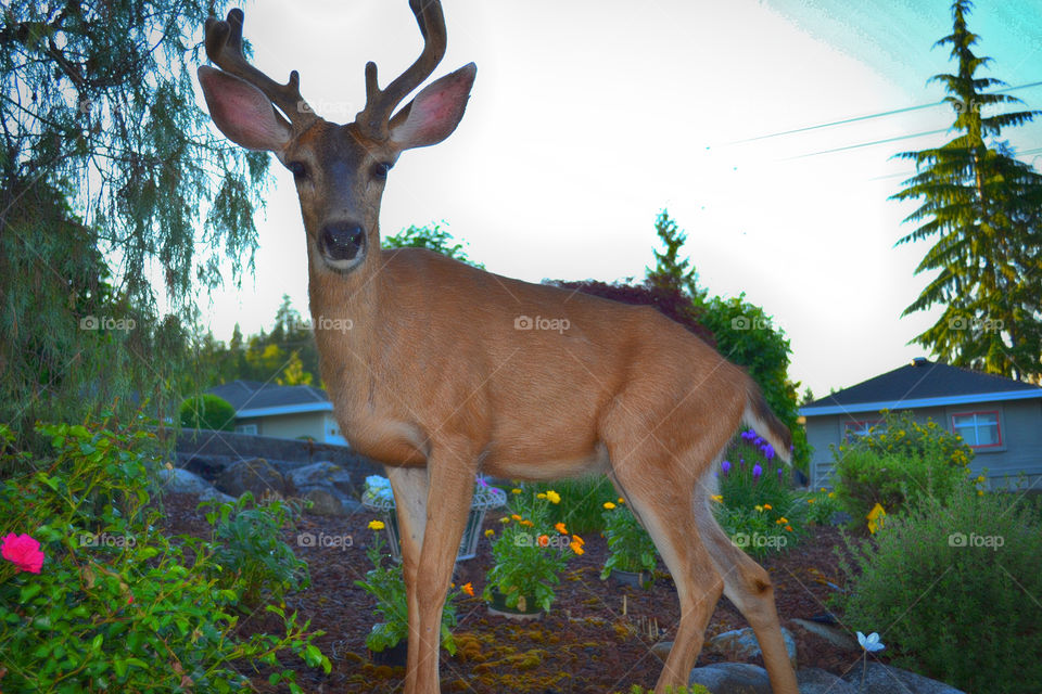 Young Buck Deer in Yard. Closeup, young buck, with 4-point rack, in garden; I actually had to zoom out to get him in the photo, he was that close