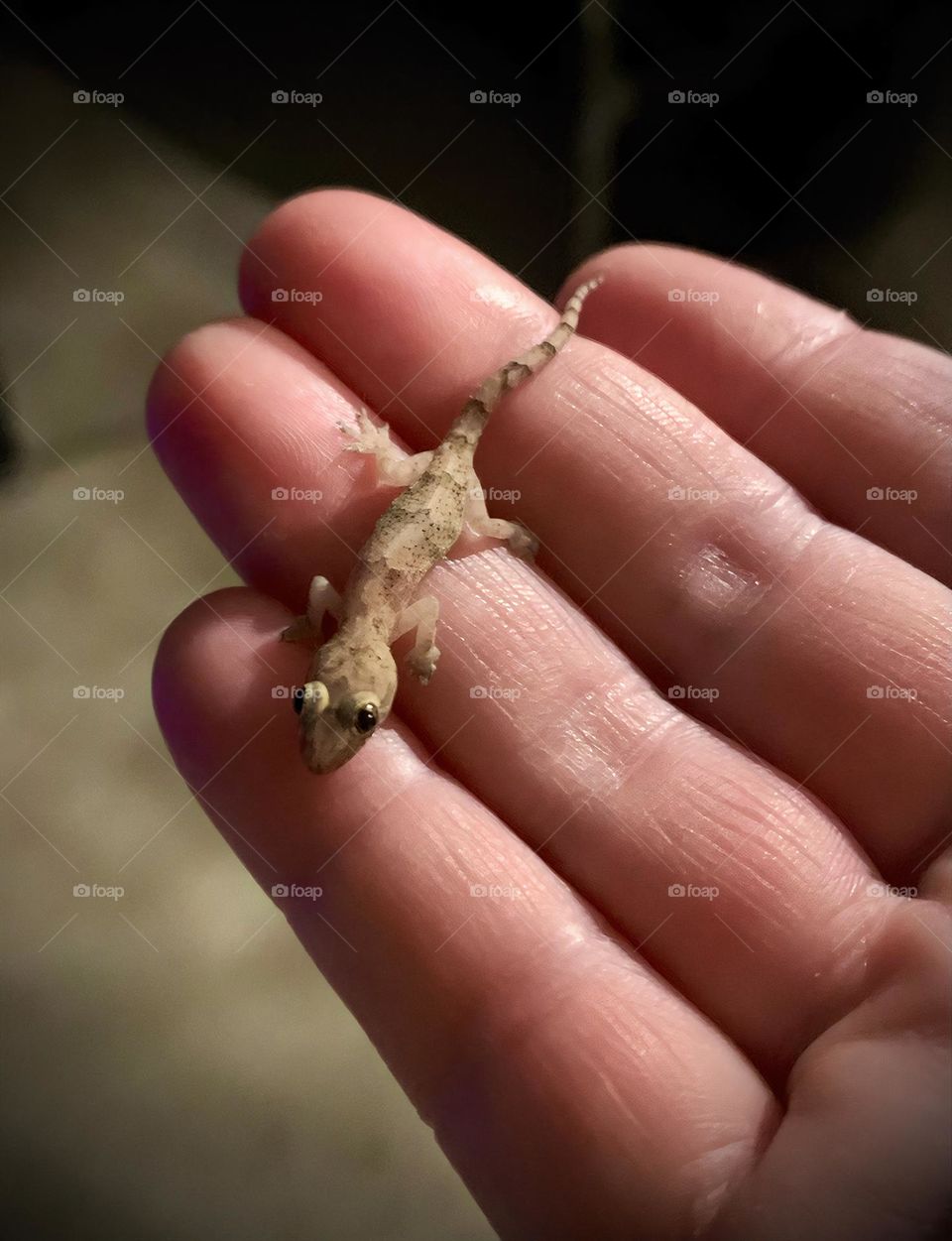 Cute Gecko At Night And Very Friendly Walking In The Hand In The City.