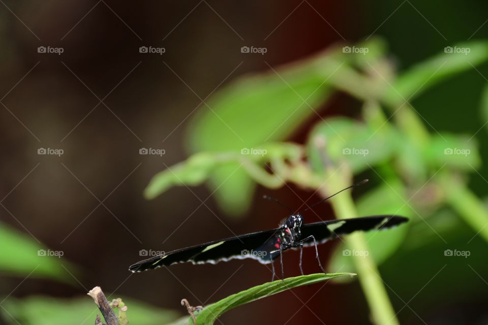 Butterfly close-up the butterflies wings are extended as it rests upon a leaf