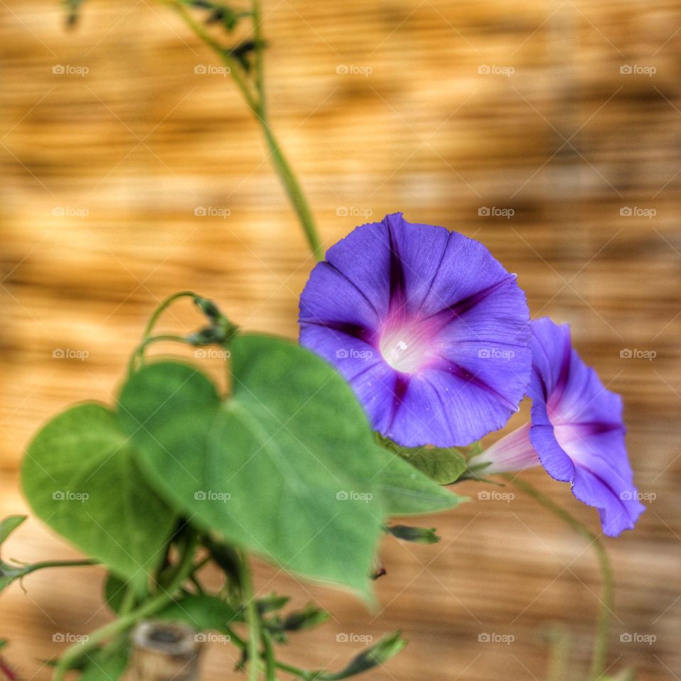 Campanelle viola