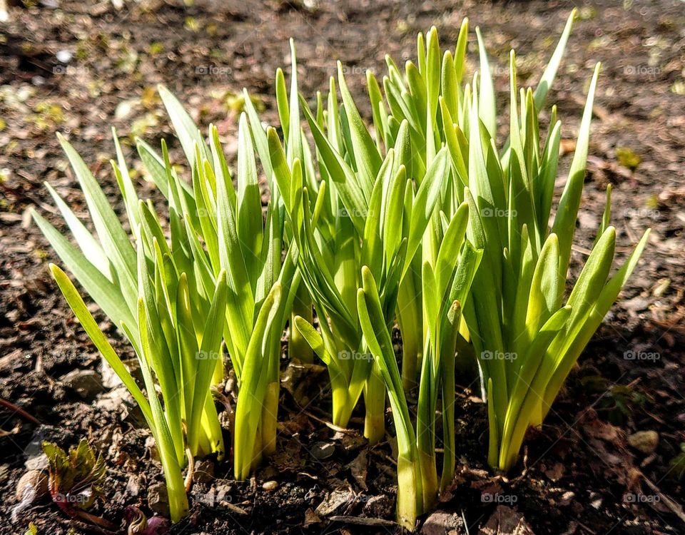 First sprouts🌱 Plants 🌱 Earth 🌱