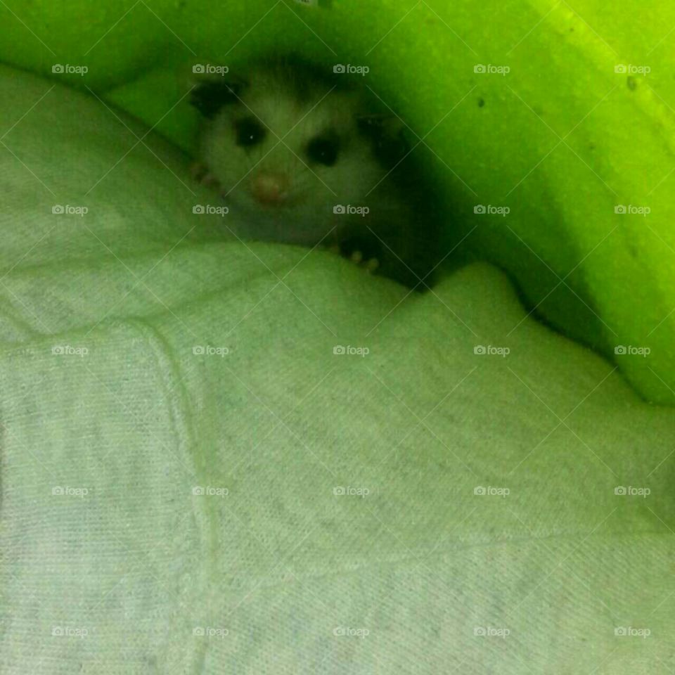 orphaned baby opossum I just rescued today from inside a house.