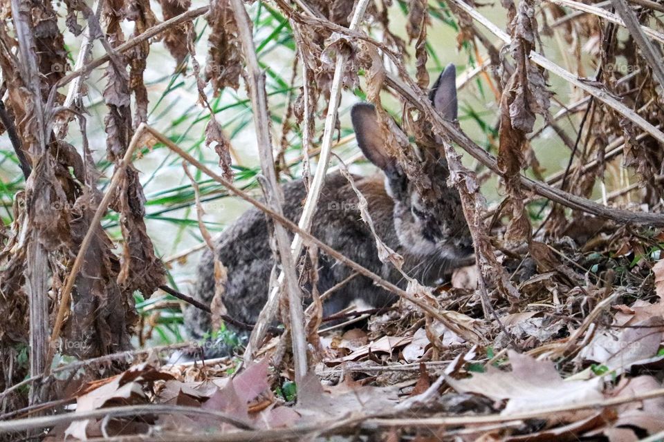 A wild rabbit in a wooded part of the city of Madrid