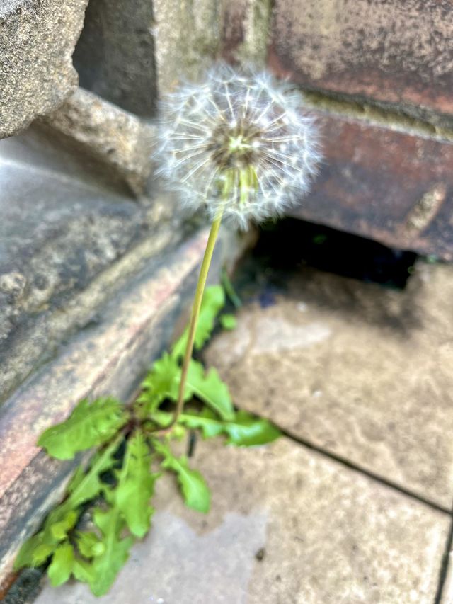 Growing into the floor on the earth day