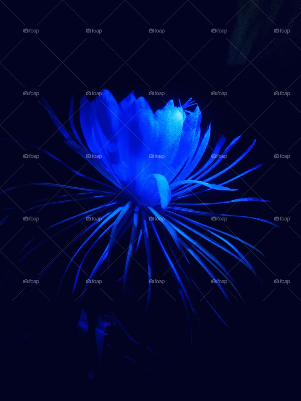 Fully opened “Queen of the Night” flower from a Night-Blooming Cereus cactus, illuminated by blue lighting in a dark room. 