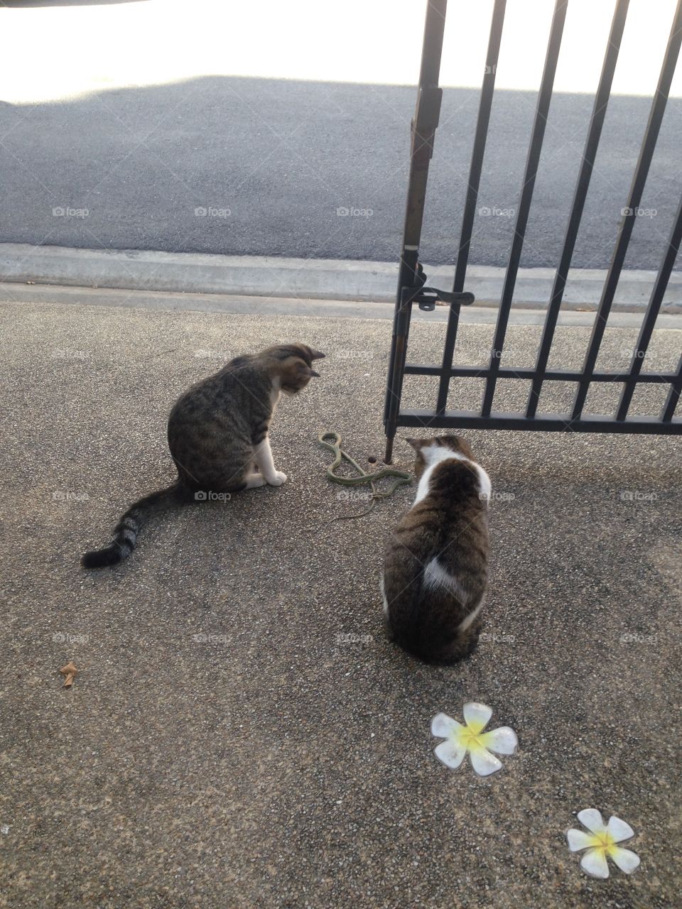 Cat vs Snake 