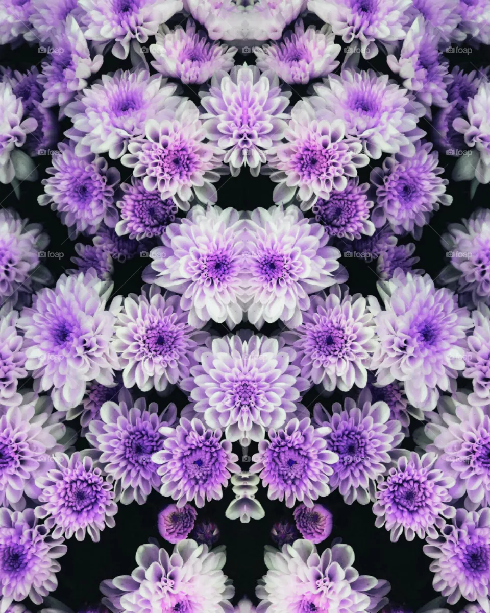 beautiful purple and white flowers background