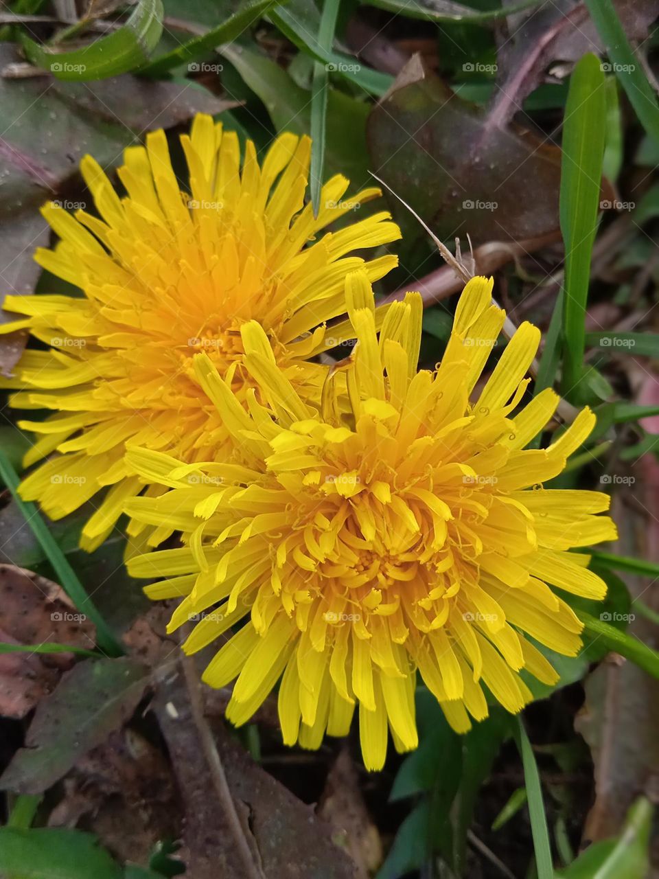 nice dandelions in October