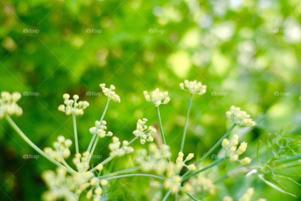 Tiny yellow flowers with green colour generated by green leaves and grasses.