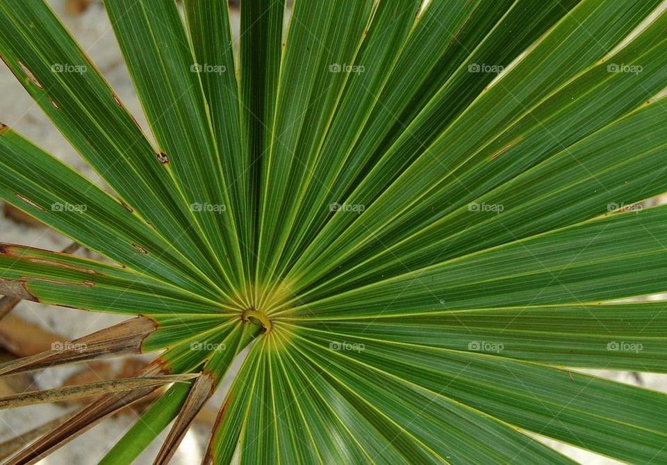 Palm leaf