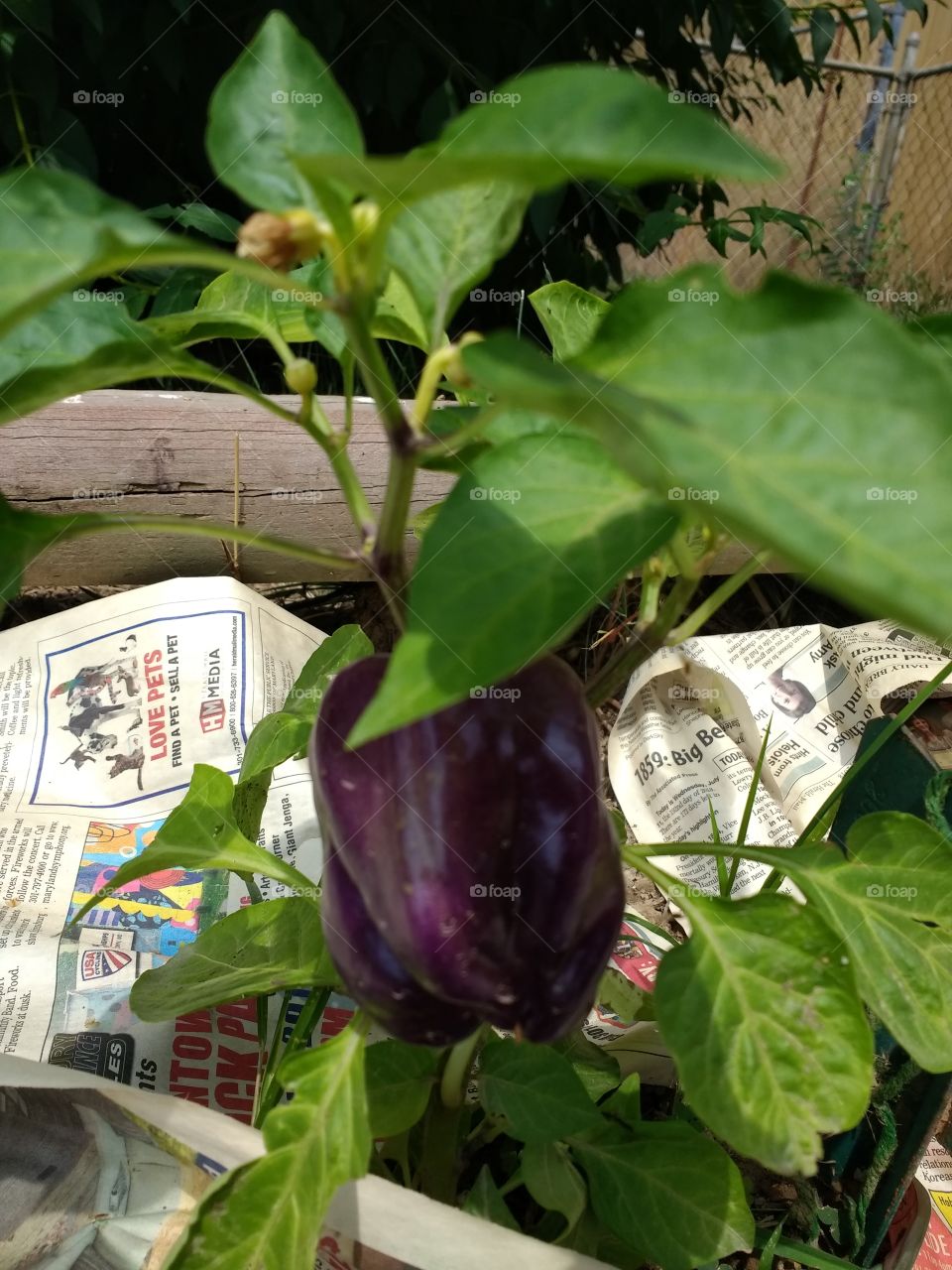 recycling paper as a substitute for weed cloth and our pepper plant