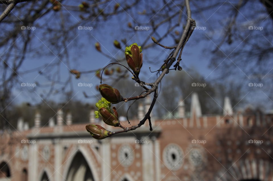 budding on a tree in the park