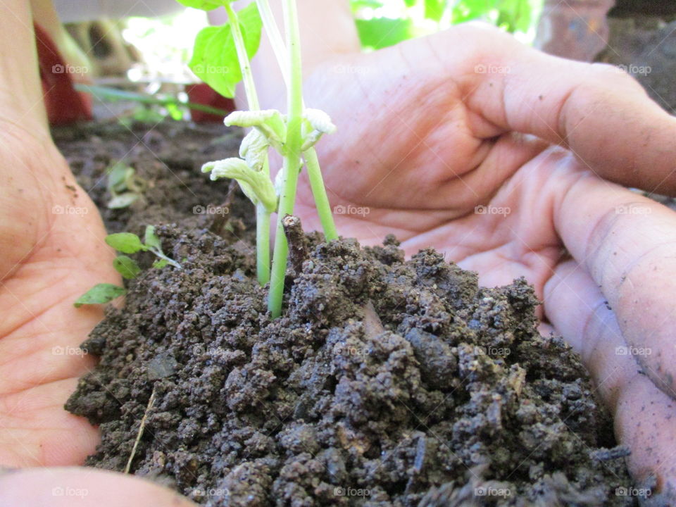 Close-up of a person's hand planting seedling