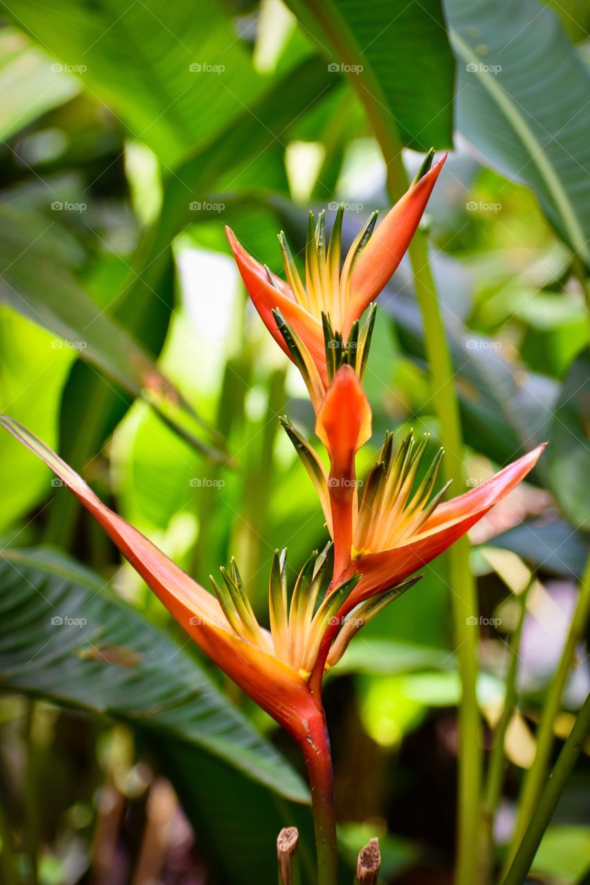 The bird of paradise is known as the ultimate symbol of paradise and freedom. Due to its tropical nature, this flower also symbolizes freedom and joy.