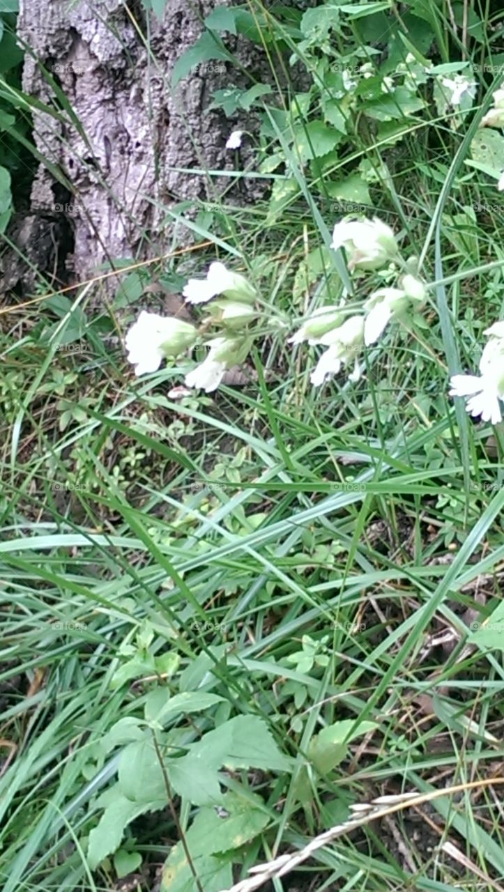 Wild flower. white wild flower in state park
